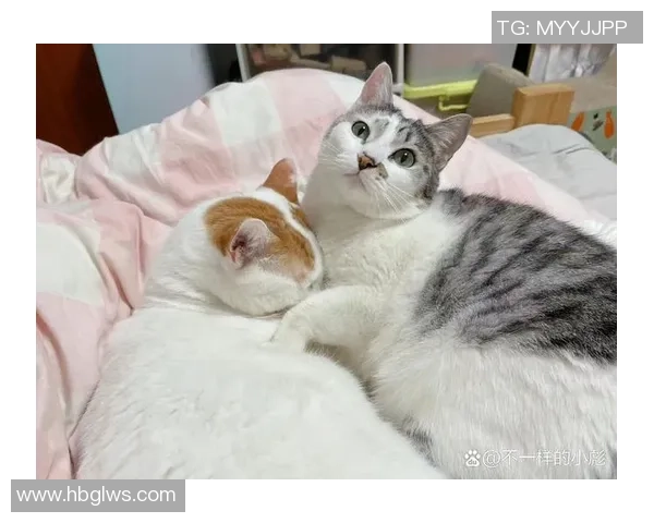 猫咪与足球明星的奇妙联系揭秘你不知道的趣事与故事 猫咪与足球明星的奇妙联系揭秘你不知道的趣事与故事